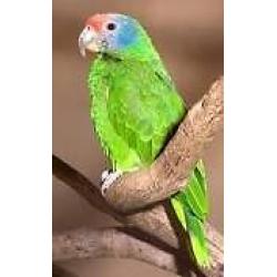 rare parrot for sale