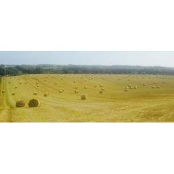 Winter Barley Straw