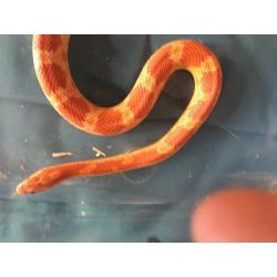 Male -corn snake -about a year old- very tame great for beginners,