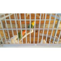 Pair of lovebirds and cage