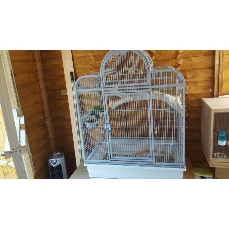 Pair of lovebirds and cage