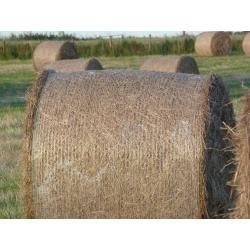 First class 4 x 4 high density bales of hay for sale suitable for horses.