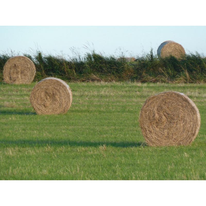 First class 4 x 4 high density bales of hay for sale suitable for horses.