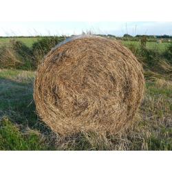 First class 4 x 4 high density bales of hay for sale suitable for horses.